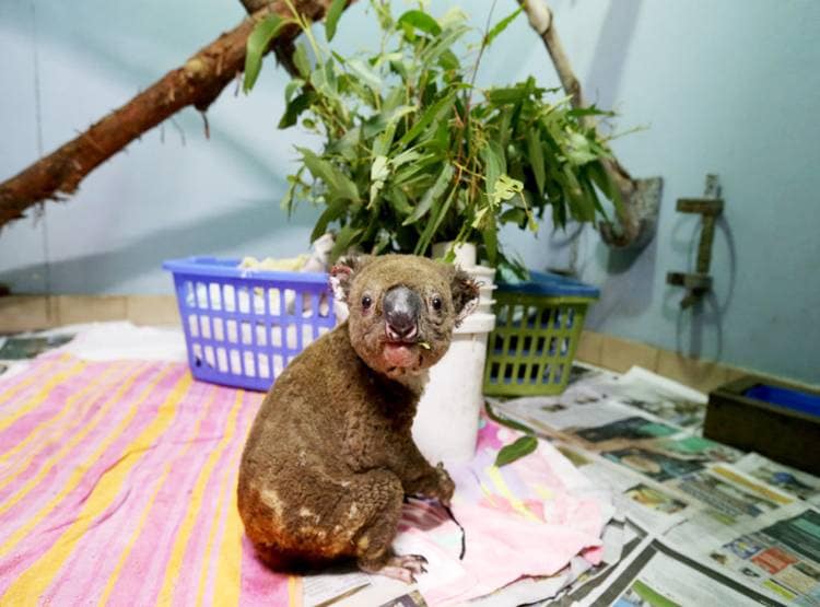 जल गया कंगारू, भागते-भागते राख के बुत बन गए ये जानवर