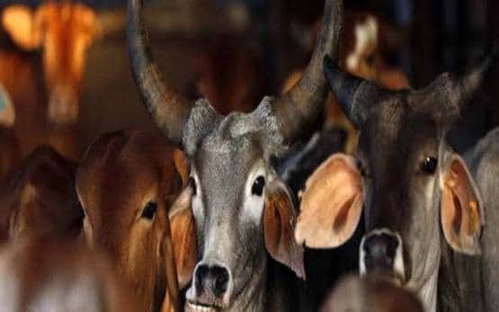 यूपी में जिंदा गायों को खा रहे कुत्ते, बेहद बुरे हाल में गौशालाएं