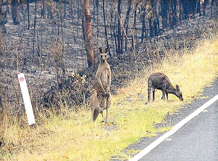 जल गया कंगारू, भागते-भागते राख के बुत बन गए ये जानवर