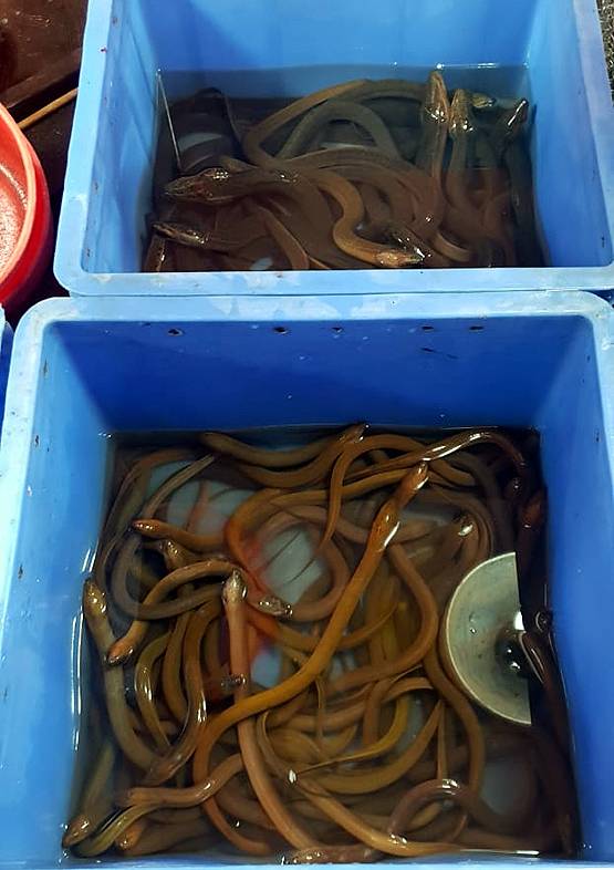 Wuhan: जिस बाजार से फैला कोरोनावायरस, वहां बिकते हैं 112 किस्म के जानवर