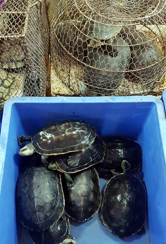 Wuhan: जिस बाजार से फैला कोरोनावायरस, वहां बिकते हैं 112 किस्म के जानवर