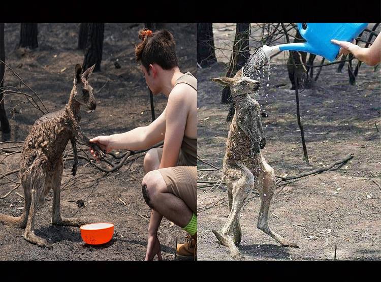 AUS: महाआग की 12 साल पहले हुई थी भविष्यवाणी, अब मच रही है तबाही