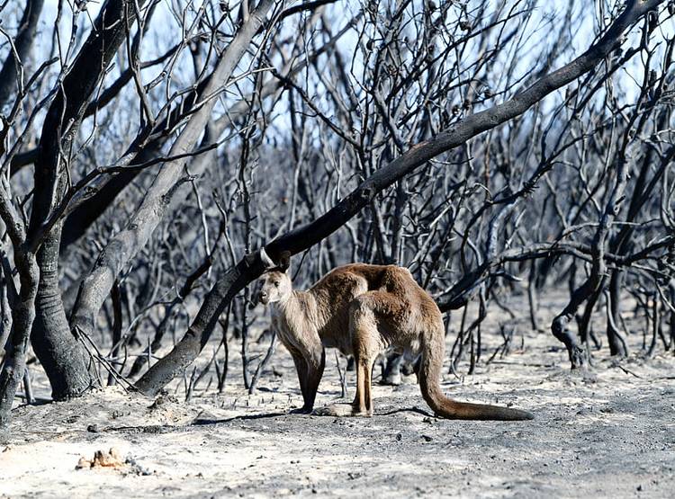 जल गया कंगारू आइलैंड, राख हो गए हरे-भरे जंगल, देखें पहले और अब की तस्वीरें