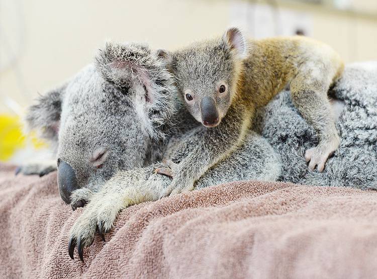 ऑस्ट्रेलिया आग: घायल हुई थी मां, पूरी सर्जरी के दौरान चिपका रहा बच्चा