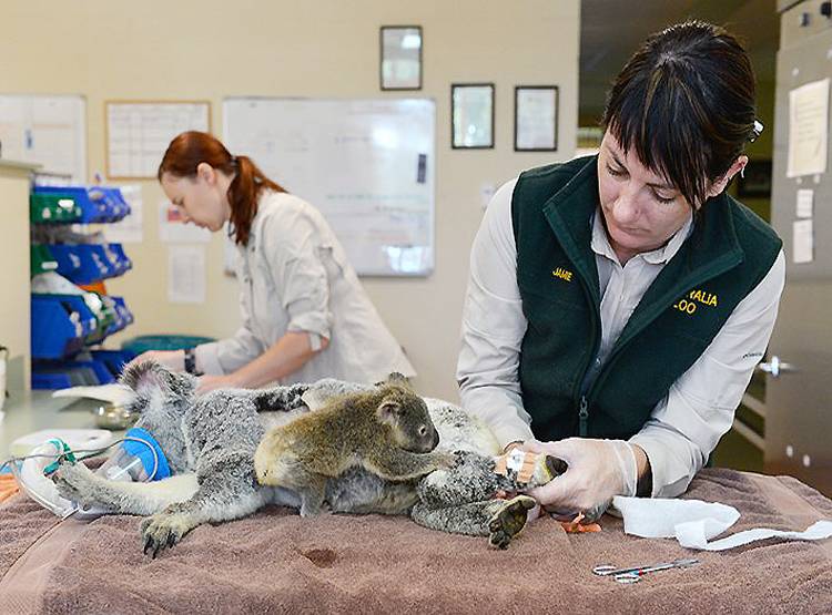 ऑस्ट्रेलिया आग: घायल हुई थी मां, पूरी सर्जरी के दौरान चिपका रहा बच्चा