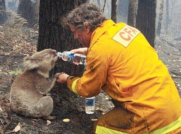 जल गया कंगारू, भागते-भागते राख के बुत बन गए ये जानवर