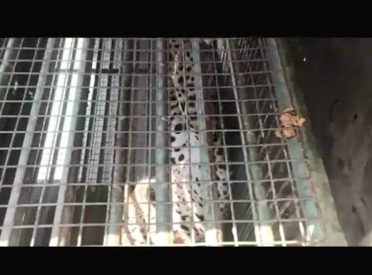 6 घंटे तक घर के अंदर घूमता रहा तेंदुआ,पड़ोस‍ियों की अटक गई सांसें