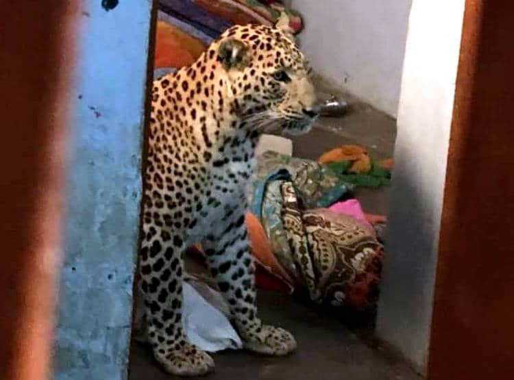 6 घंटे तक घर के अंदर घूमता रहा तेंदुआ,पड़ोस‍ियों की अटक गई सांसें