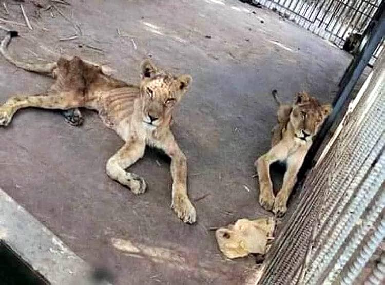 जंगल के राजा का इतना बुरा हाल, इतने मरियल शेर जैसे सामने हों कंकाल...