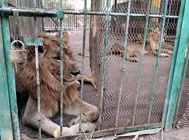 जंगल के राजा का इतना बुरा हाल, इतने मरियल शेर जैसे सामने हों कंकाल...