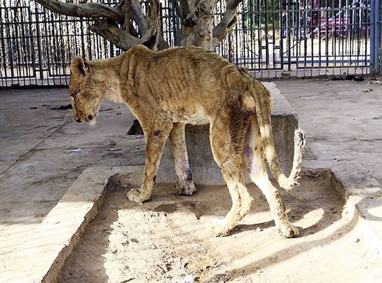 जंगल के राजा का इतना बुरा हाल, इतने मरियल शेर जैसे सामने हों कंकाल...