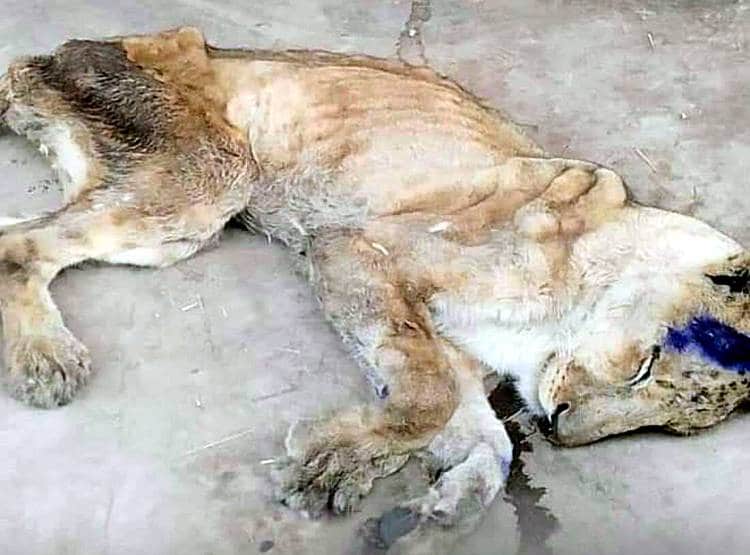 जंगल के राजा का इतना बुरा हाल, इतने मरियल शेर जैसे सामने हों कंकाल...