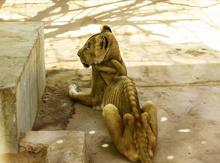 जंगल के राजा का इतना बुरा हाल, इतने मरियल शेर जैसे सामने हों कंकाल...