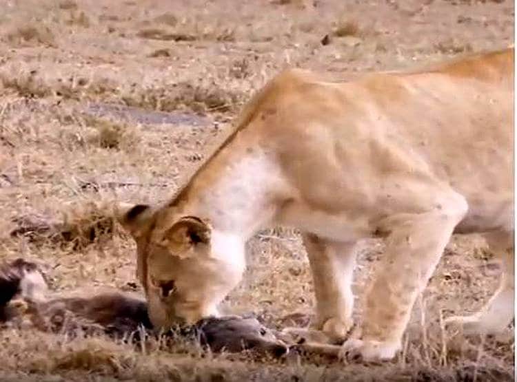 शिकार करने आया शेर तो लोमड़ी ने की मरने की एक्टिंग, बच गई जान
