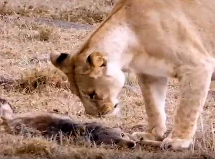शिकार करने आया शेर तो लोमड़ी ने की मरने की एक्टिंग, बच गई जान