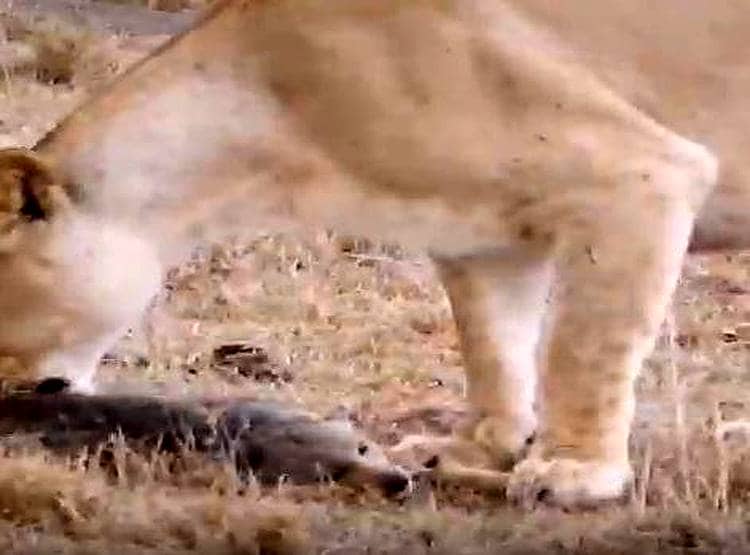 शिकार करने आया शेर तो लोमड़ी ने की मरने की एक्टिंग, बच गई जान