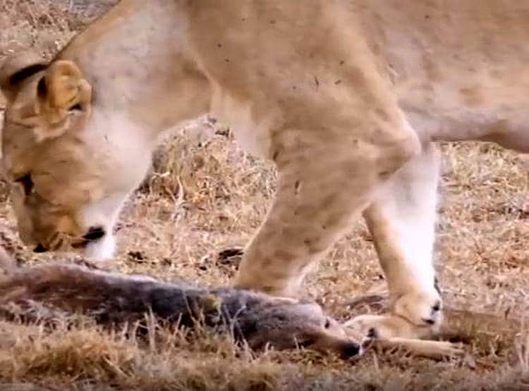 शिकार करने आया शेर तो लोमड़ी ने की मरने की एक्टिंग, बच गई जान