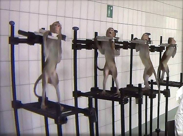 लैब के अंदर बंदरों से बर्बरता, दर्दनाक तस्वीरें आईं सामने...