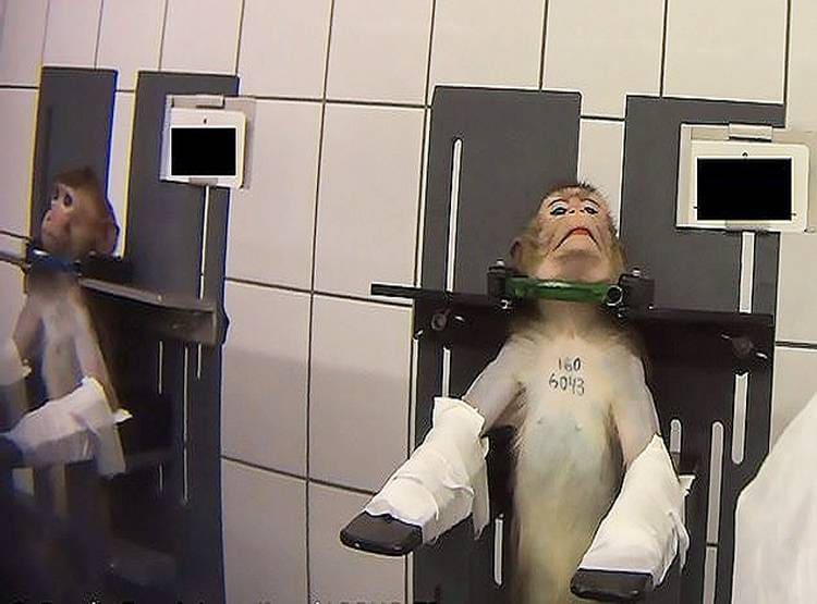 लैब के अंदर बंदरों से बर्बरता, दर्दनाक तस्वीरें आईं सामने...