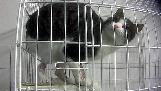 लैब के अंदर बंदरों से बर्बरता, दर्दनाक तस्वीरें आईं सामने...