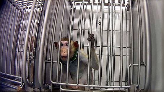 लैब के अंदर बंदरों से बर्बरता, दर्दनाक तस्वीरें आईं सामने...