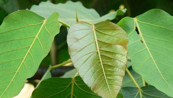 मौनी अमावस्या पर 3 ग्रहों की युति से बन रहा शुभ संयोग, उठाएं लाभ