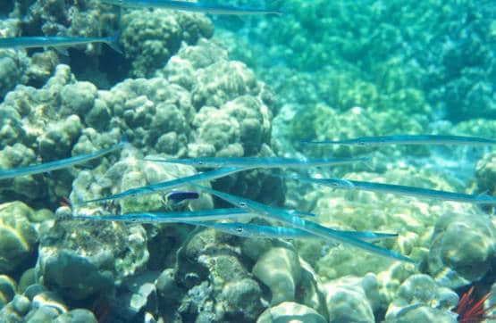 लड़के की गर्दन के आर-पार हो गई मछली, दिल दहलाने वाली फोटोज