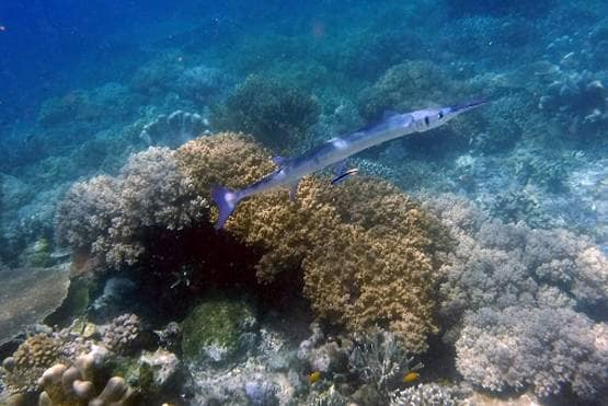 लड़के की गर्दन के आर-पार हो गई मछली, दिल दहलाने वाली फोटोज