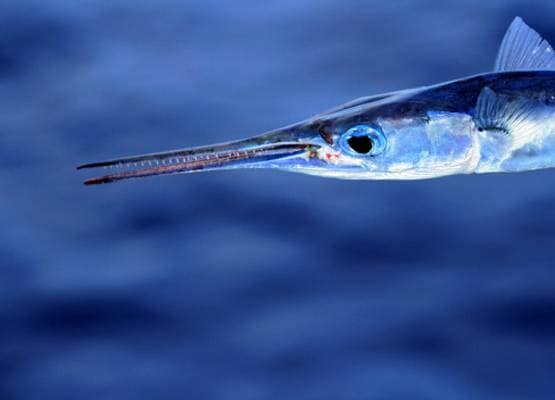 लड़के की गर्दन के आर-पार हो गई मछली, दिल दहलाने वाली फोटोज