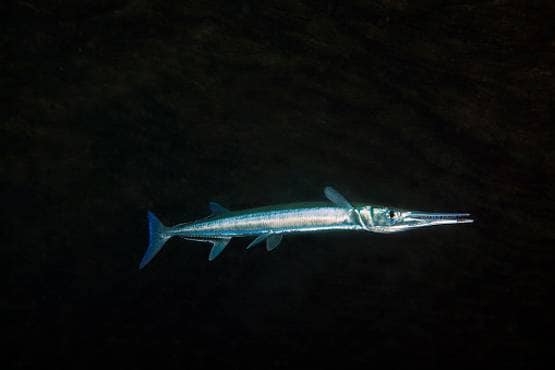 लड़के की गर्दन के आर-पार हो गई मछली, दिल दहलाने वाली फोटोज