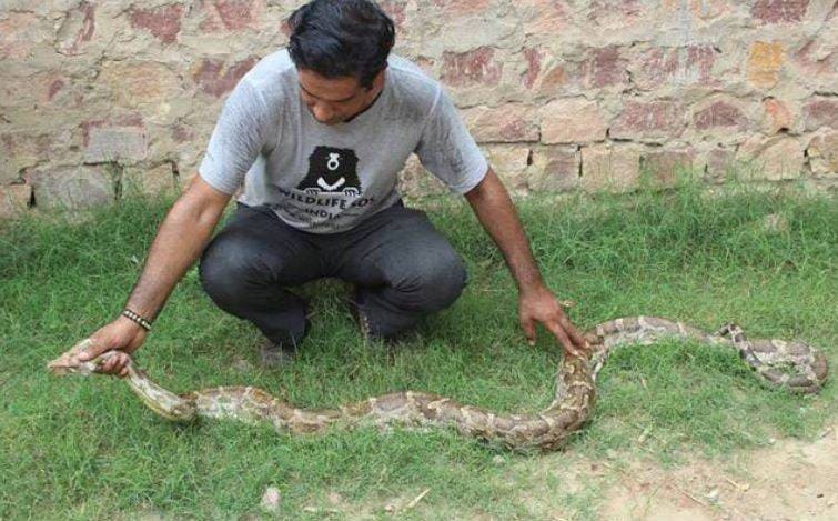 जब 20 फुट लंबे अजगर ने रोकी तेज रफ्तार ट्रेन की चाल, हैरत में लोग