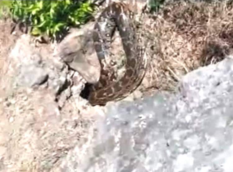 अजगरों की बस्ती में खुले घूमते हैं अजगर, 'एनाकोंडा' फ‍िल्म जैसा द‍िखता है नजारा