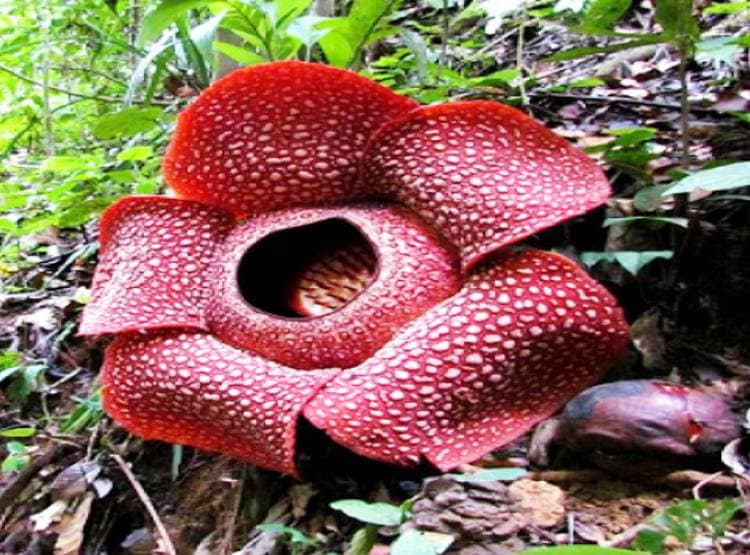 इस देश में मिला कीड़े खाने वाला दुनिया का सबसे बड़ा 'लाश फूल'