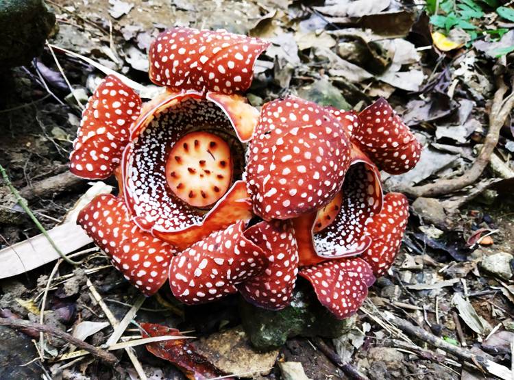 इस देश में मिला कीड़े खाने वाला दुनिया का सबसे बड़ा 'लाश फूल'