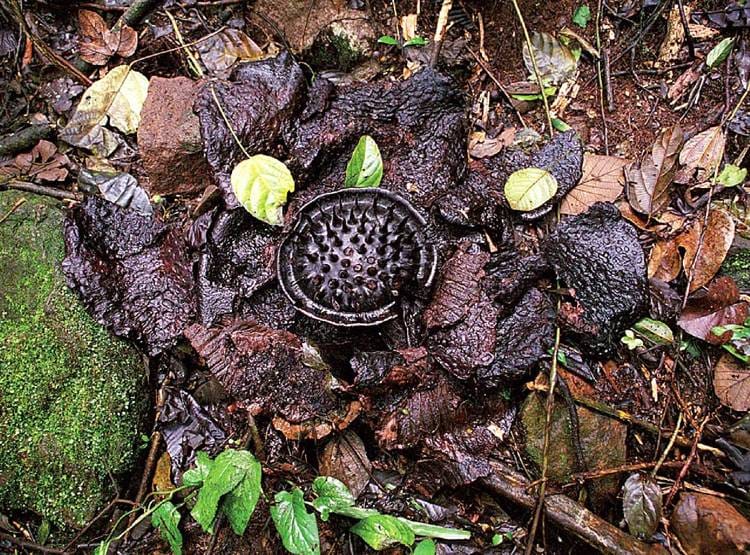 इस देश में मिला कीड़े खाने वाला दुनिया का सबसे बड़ा 'लाश फूल'