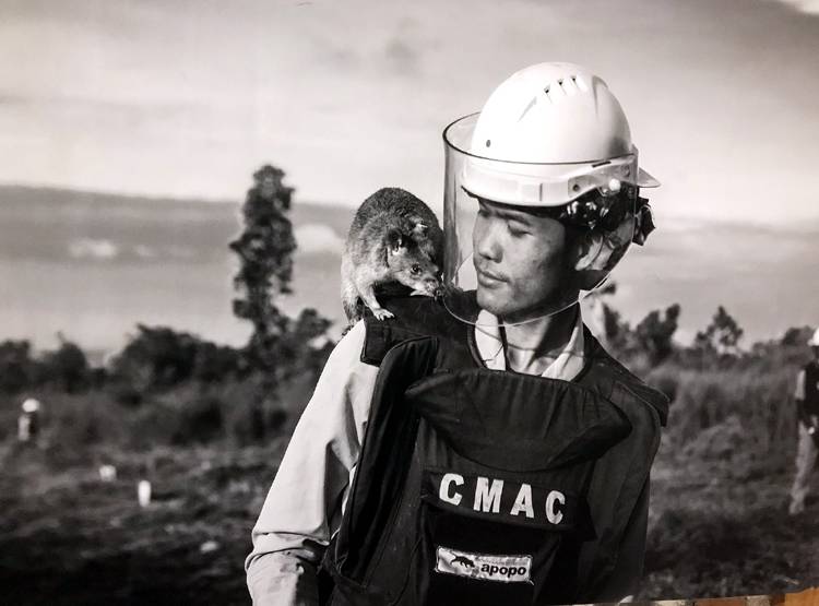 Hero Rats: इस देश में चूहे बचा रहे इंसानों की जान, दुनिया कर रही सलाम