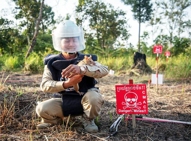 Hero Rats: इस देश में चूहे बचा रहे इंसानों की जान, दुनिया कर रही सलाम