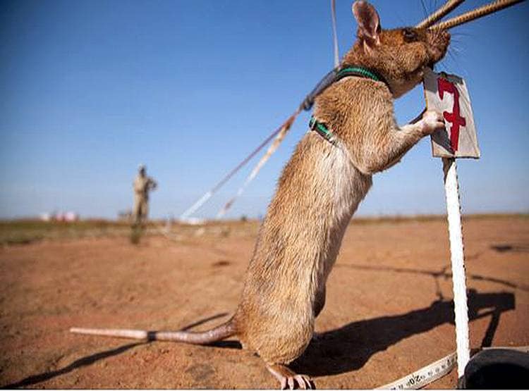 Hero Rats: इस देश में चूहे बचा रहे इंसानों की जान, दुनिया कर रही सलाम