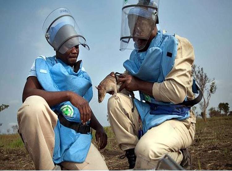 Hero Rats: इस देश में चूहे बचा रहे इंसानों की जान, दुनिया कर रही सलाम