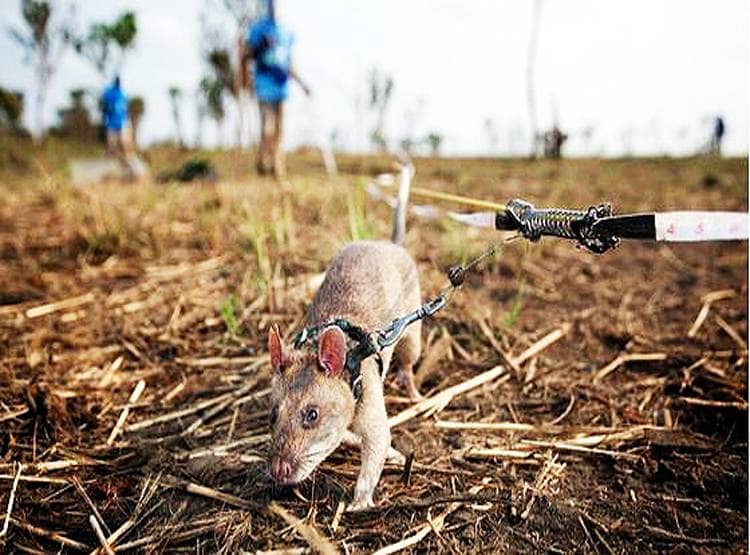 Hero Rats: इस देश में चूहे बचा रहे इंसानों की जान, दुनिया कर रही सलाम