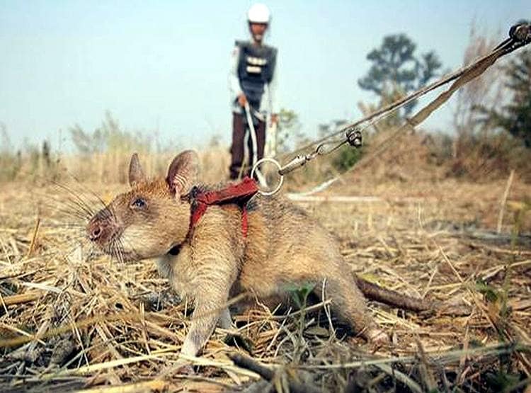 Hero Rats: इस देश में चूहे बचा रहे इंसानों की जान, दुनिया कर रही सलाम