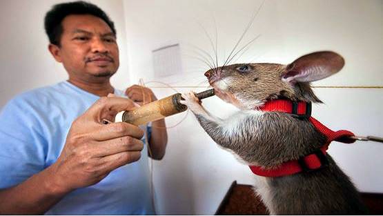 Hero Rats: इस देश में चूहे बचा रहे इंसानों की जान, दुनिया कर रही सलाम