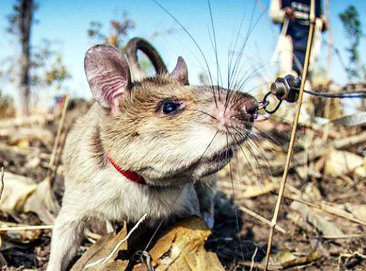 Hero Rats: इस देश में चूहे बचा रहे इंसानों की जान, दुनिया कर रही सलाम