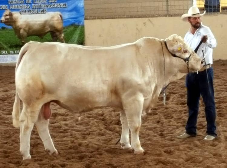 युवक ने खाई सांड की सेक्स पावर बढ़ाने वाली दवा, फिर जो हुआ...