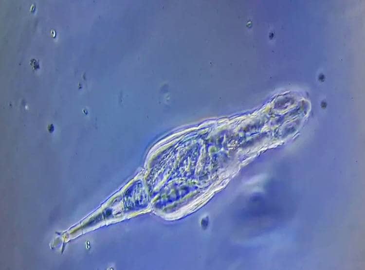 स्पेस स्टेशन से लौट रहा यान अंतरिक्ष में अटका, जानिए क्या है उसमें?