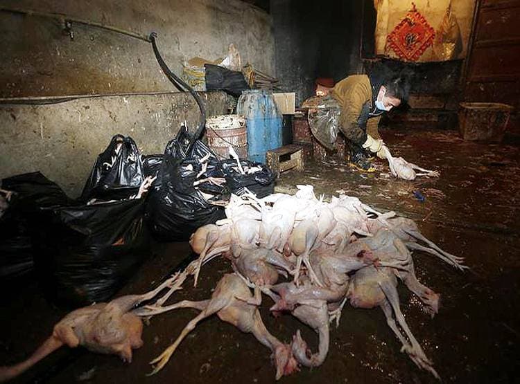 Wuhan: जिस बाजार से फैला कोरोनावायरस, वहां बिकते हैं 112 किस्म के जानवर