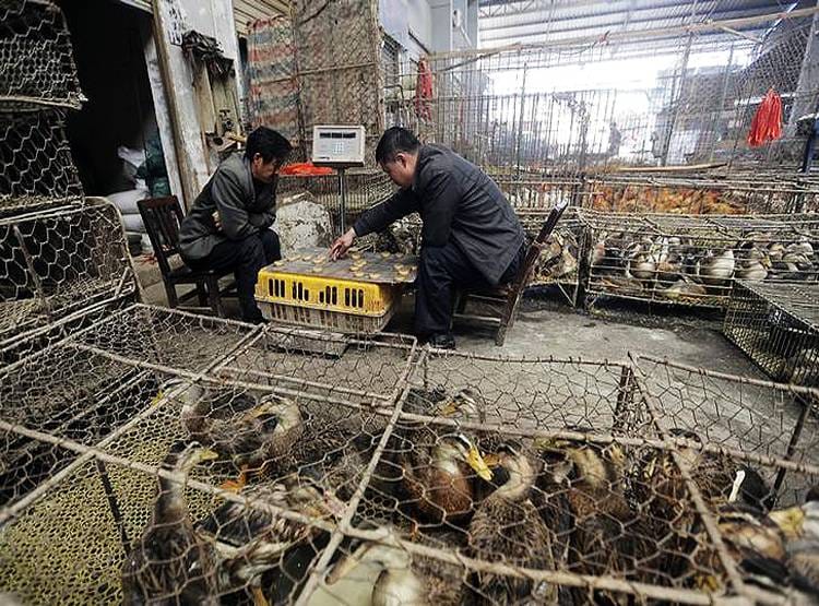 Wuhan: जिस बाजार से फैला कोरोनावायरस, वहां बिकते हैं 112 किस्म के जानवर