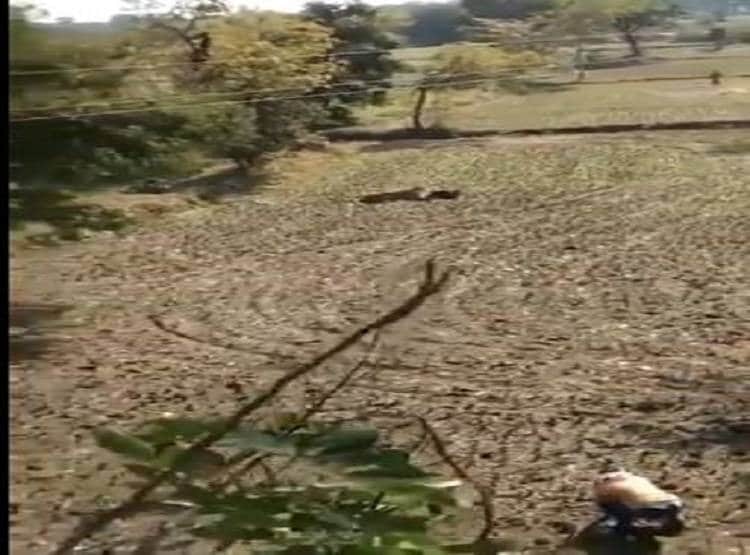 बाघ सामने आया तो शख्स ने किया मरने का नाटक...और ऐसे बची जान