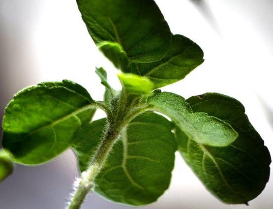 चंद्र ग्रहण लाएगा तबाही? जानें सभी राशियों पर पड़ेगा कैसा असर