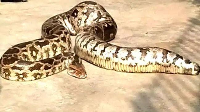 जब 20 फुट लंबे अजगर ने रोकी तेज रफ्तार ट्रेन की चाल, हैरत में लोग